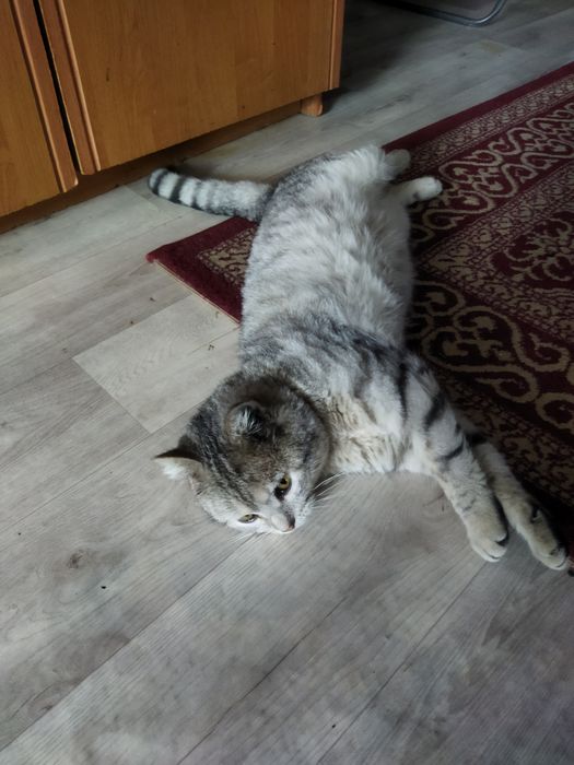 Отдам в хорошие руки