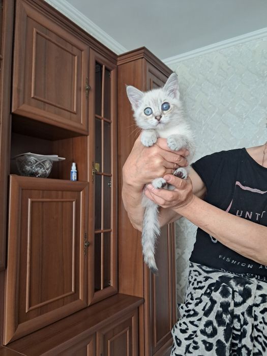 Отдадим котёнка 1 месяц]девочка]