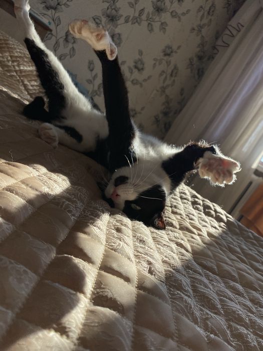 Отдам кота в добрые руки