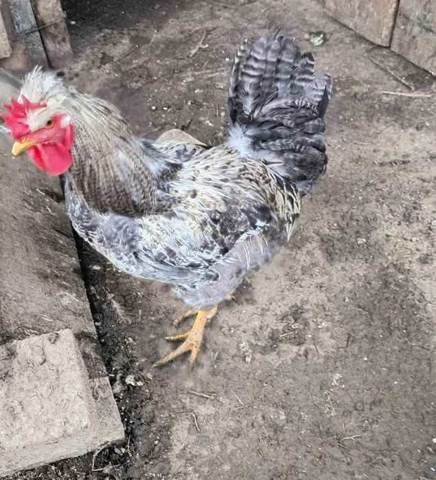 3 cocosi tineri din vară