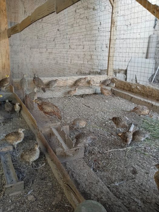 Қырғауылдар сатылады