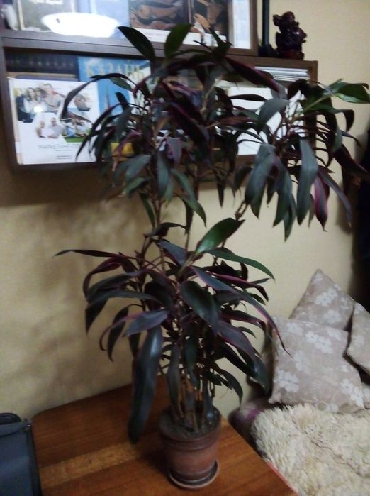 Растения для офиса