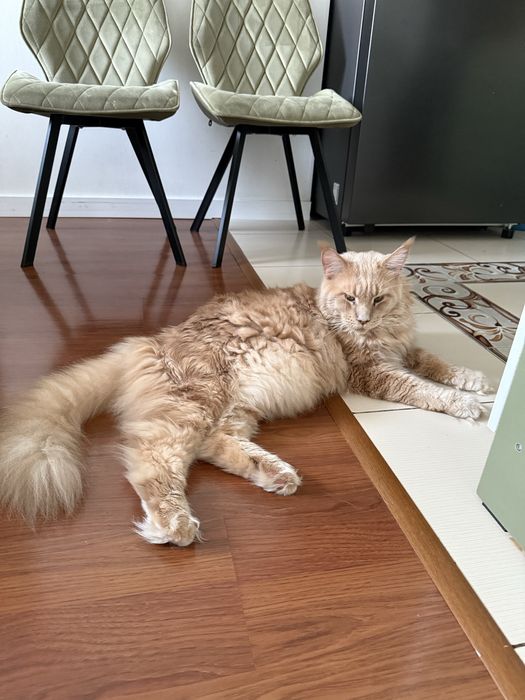 Кот породы Мейн кун