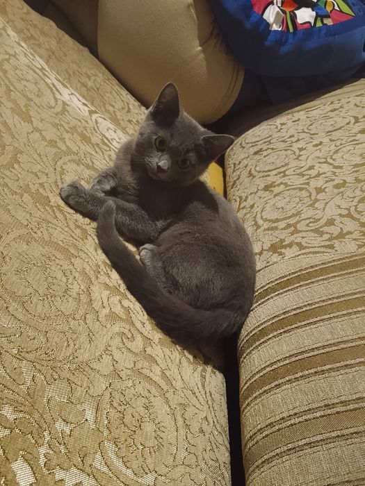 Шикарные Котята породы карат