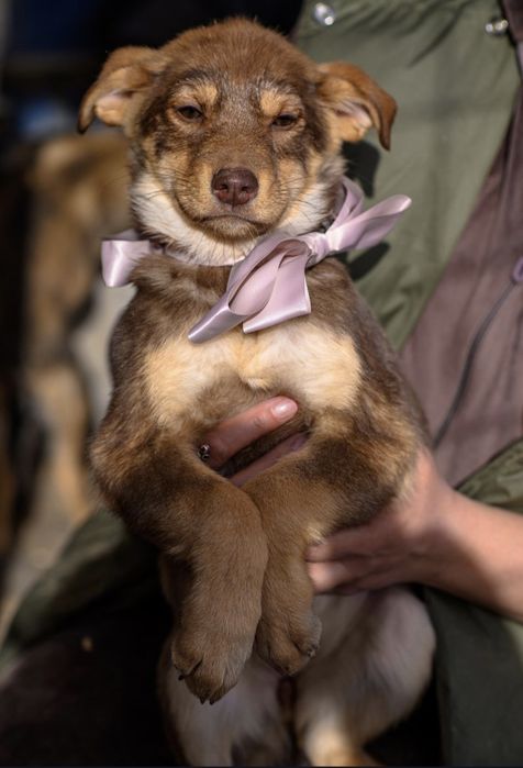 Ищем дом и любящие сердца для щенков!