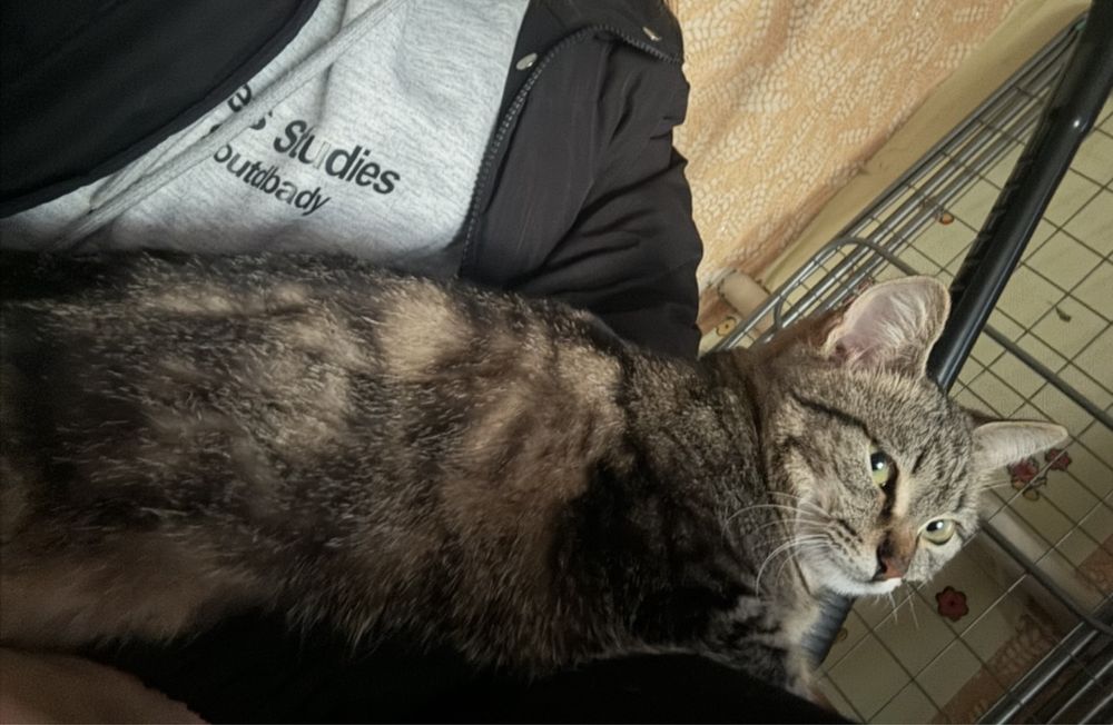 Отдам кошечку в добрые руки