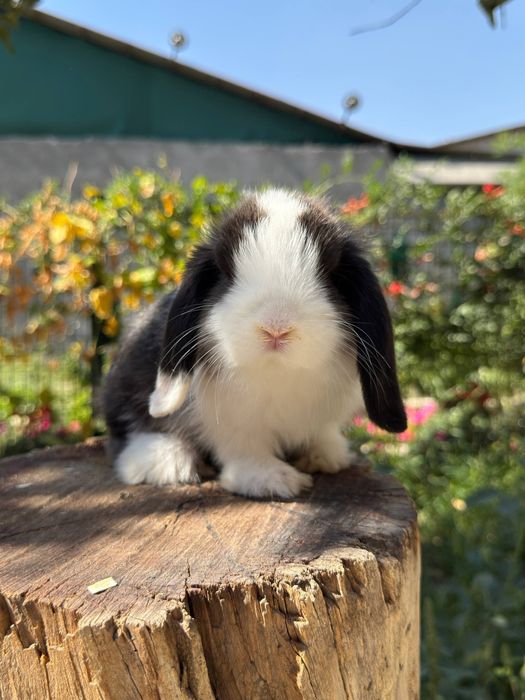 Quyon кролик va Qafas Клетка