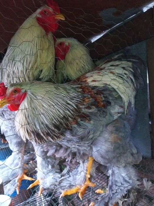 Cocosi Araucana, Australorp și Brahma , precum și oua de incubat