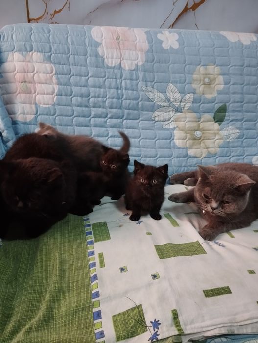Shadland zotli ( Scottish Fold ) mushuk bolalari 2 oylik
