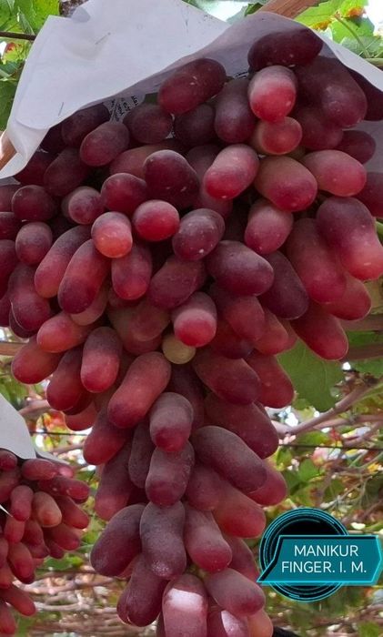 Аватар ломбаржини хелоун маникюр фингер шайн муска мое сердца ва бошка