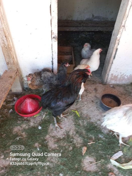 Vand pui araucana si australorp