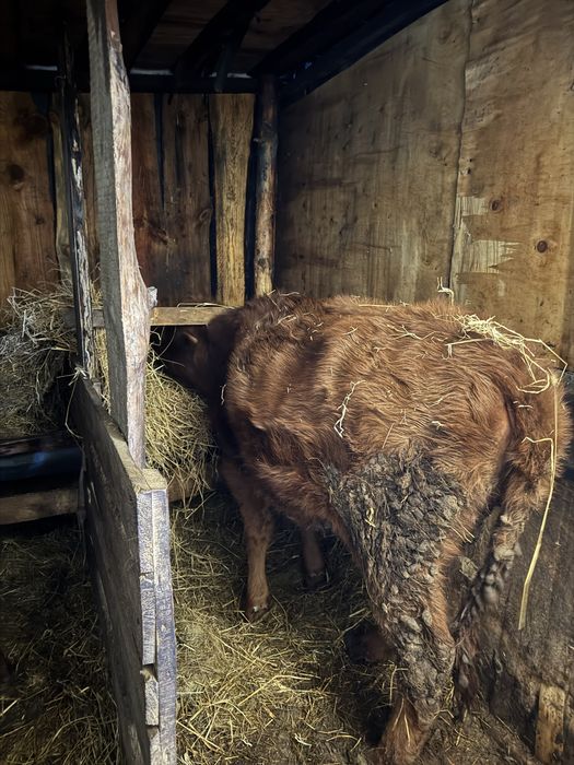 Продам телок на откорме