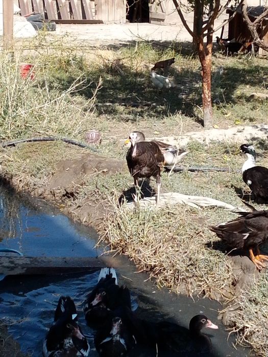 Kurk boʻlgan kurka sotiladi