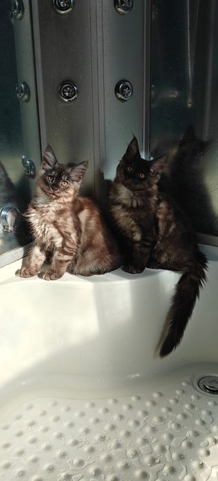 Мейн кун продажа