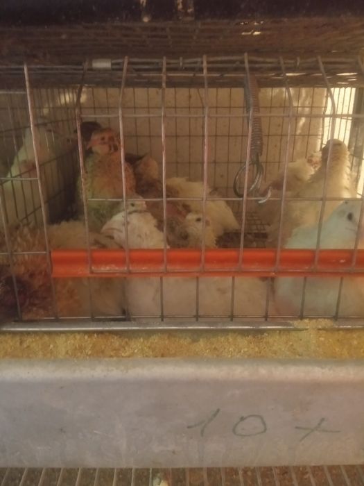 Prepelițe mature ouătoare