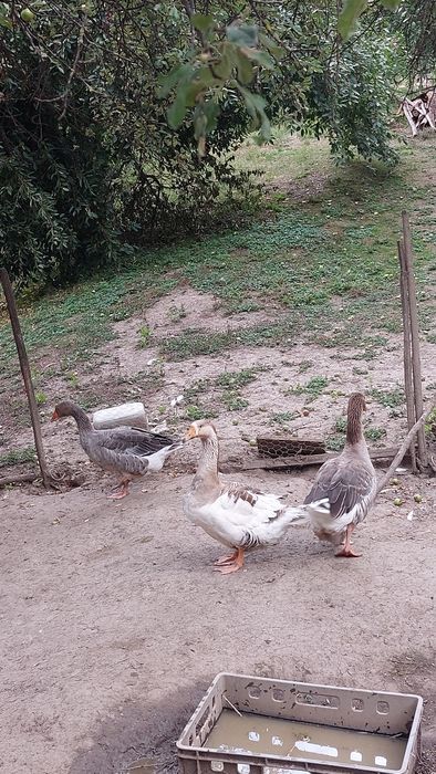 Vând gâște de anul trecut .