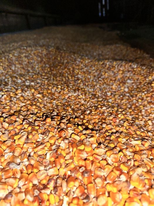 ‼️Vând porumb boabe,și cucuruzi‼️