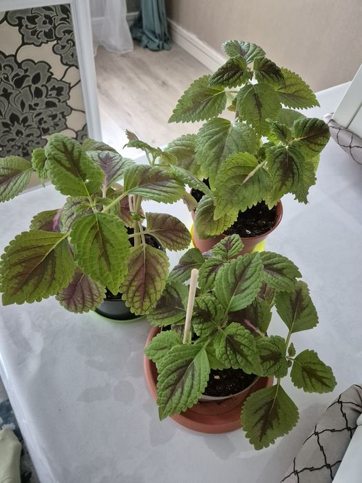 Продам колеусы., аглаонема