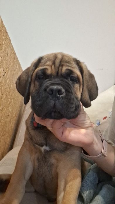 Canisa mea pune la dispozitie mascul cane corso fawn