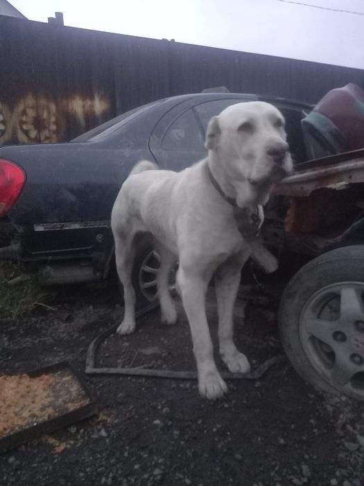 Алабай девочка СРОЧНО