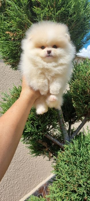 Померан мини мини