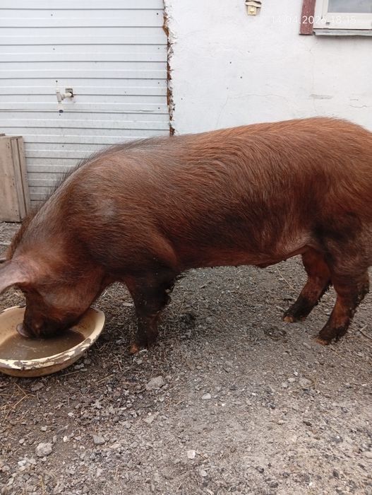 Продам на племя 300.000