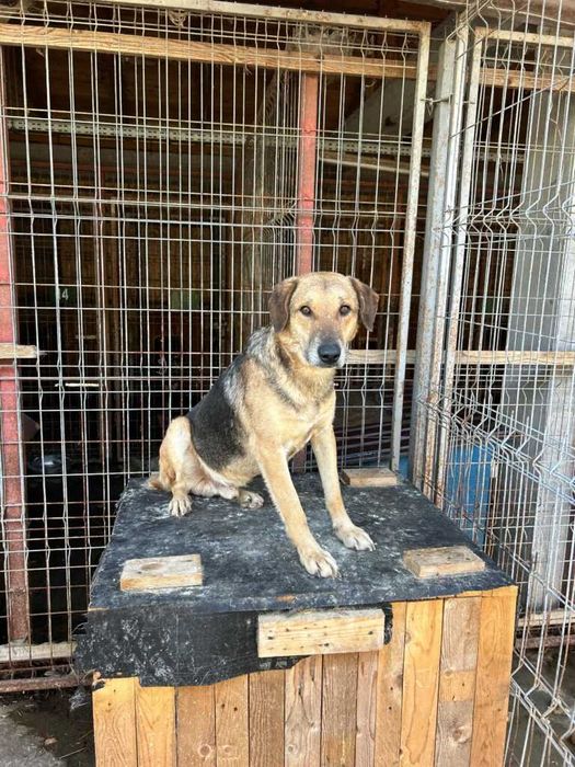 Adopta un caine - un sufletel are nevoie de stapan!