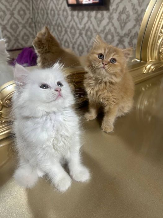 котята 2 месяцев турецкая ангора скотттищ страйт 900.000