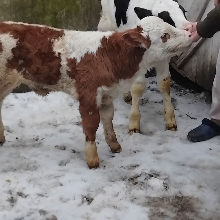 Vand un tauras si o vitea