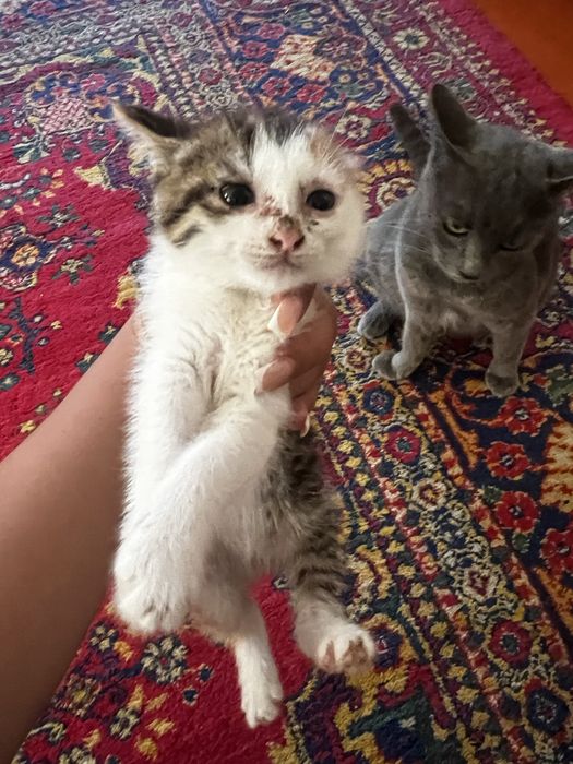 Котик 2 месяца еркек