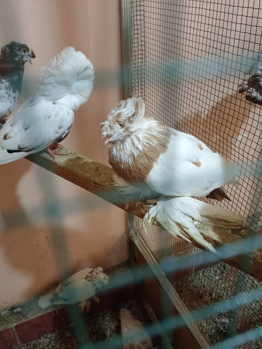 Распродажа голубей