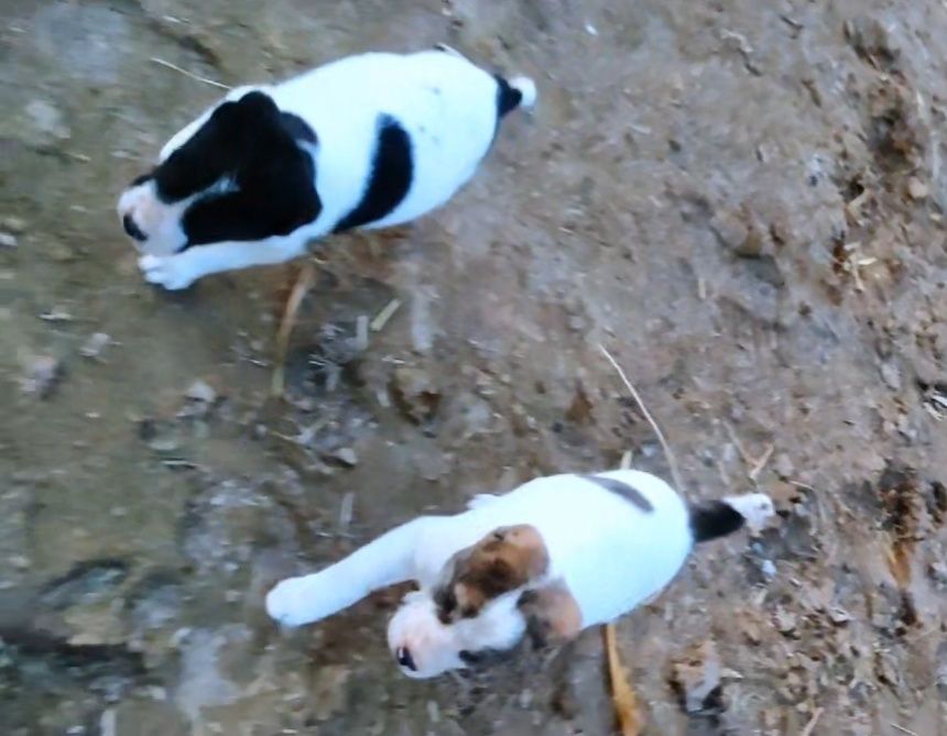 Продаже щенки тяжи