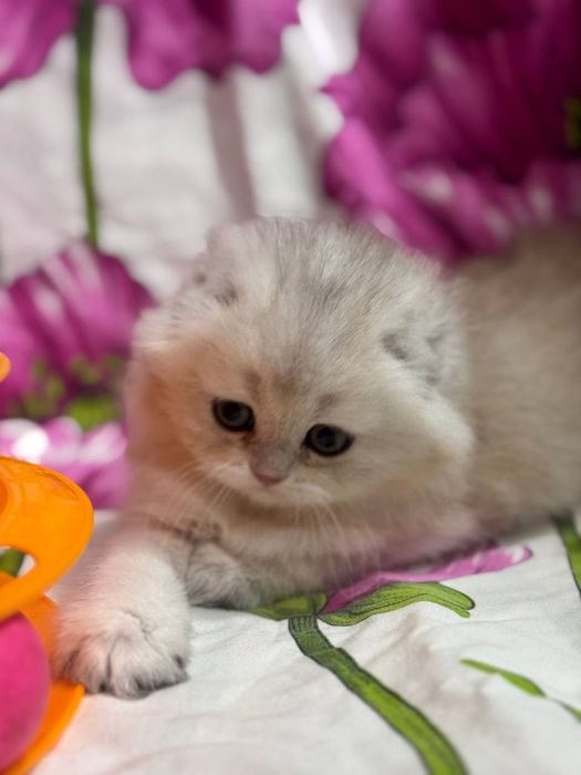Продаётся котёнок скоттиш фолд!
