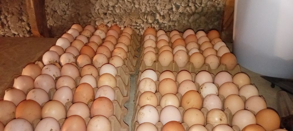 Тухум  Urug‘langan domashni tovuq tuxumlari sotiladi