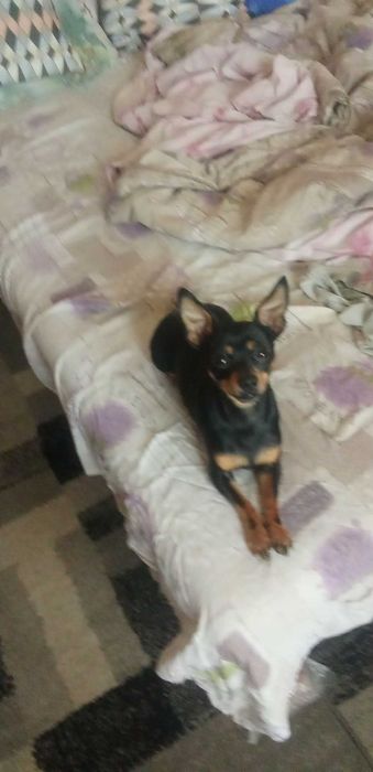 Мъжки чистокръвен пинчер