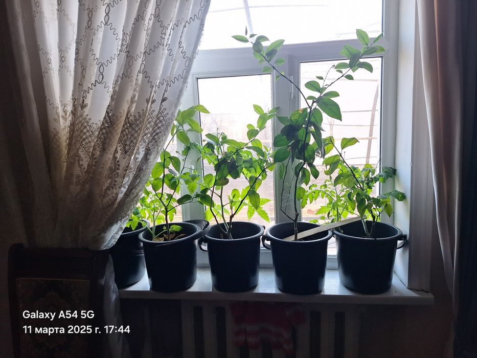 Лимон нали сатылады