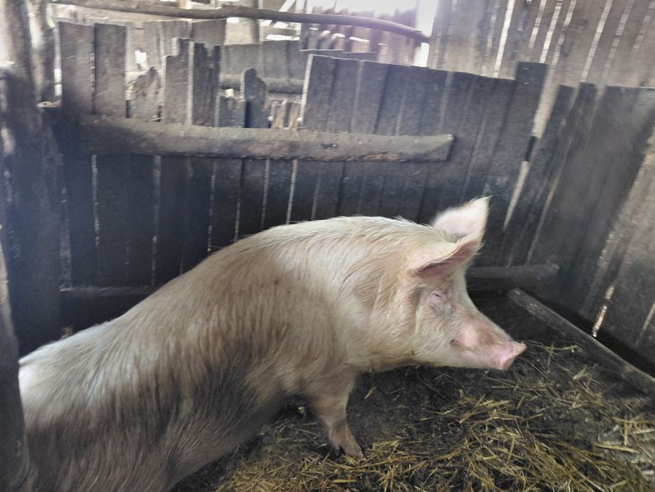 Угоени Прасета на сметка