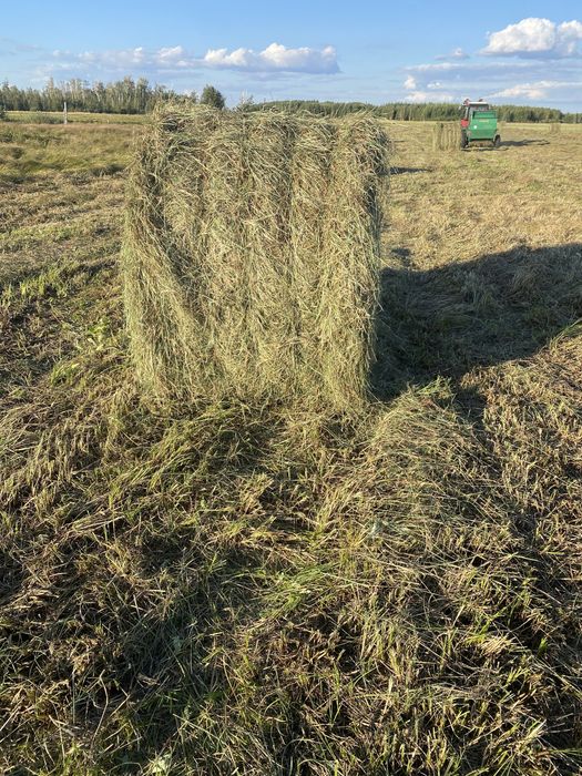 Продам сено луговое