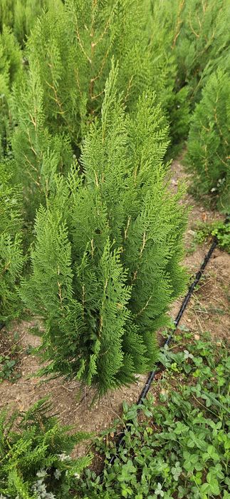 Туя източна ,смаракт 120-140 см.