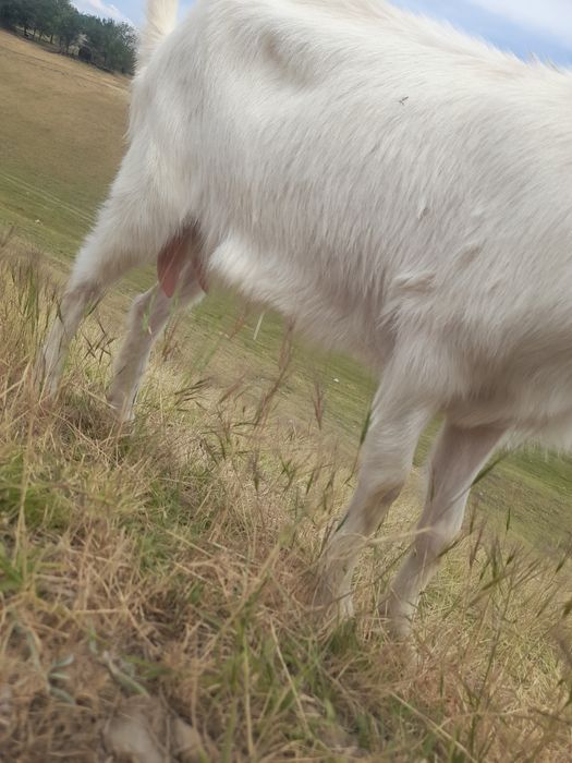 Козы заинская с козлятами