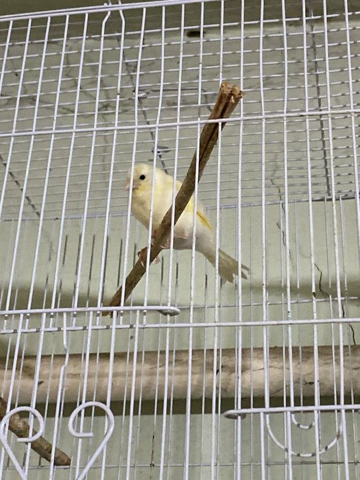 Продам канареек