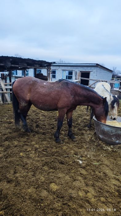 Айғыр сатам,продам жеребца