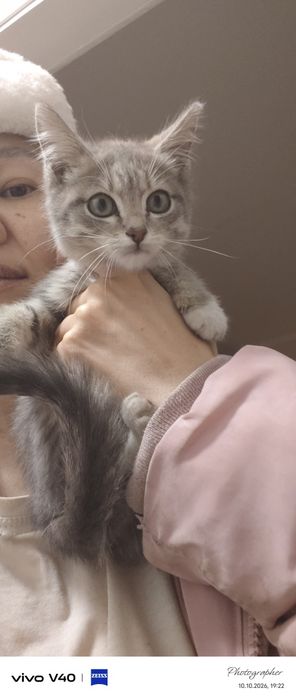 Мальчик 2мес котенок возраст 2мес