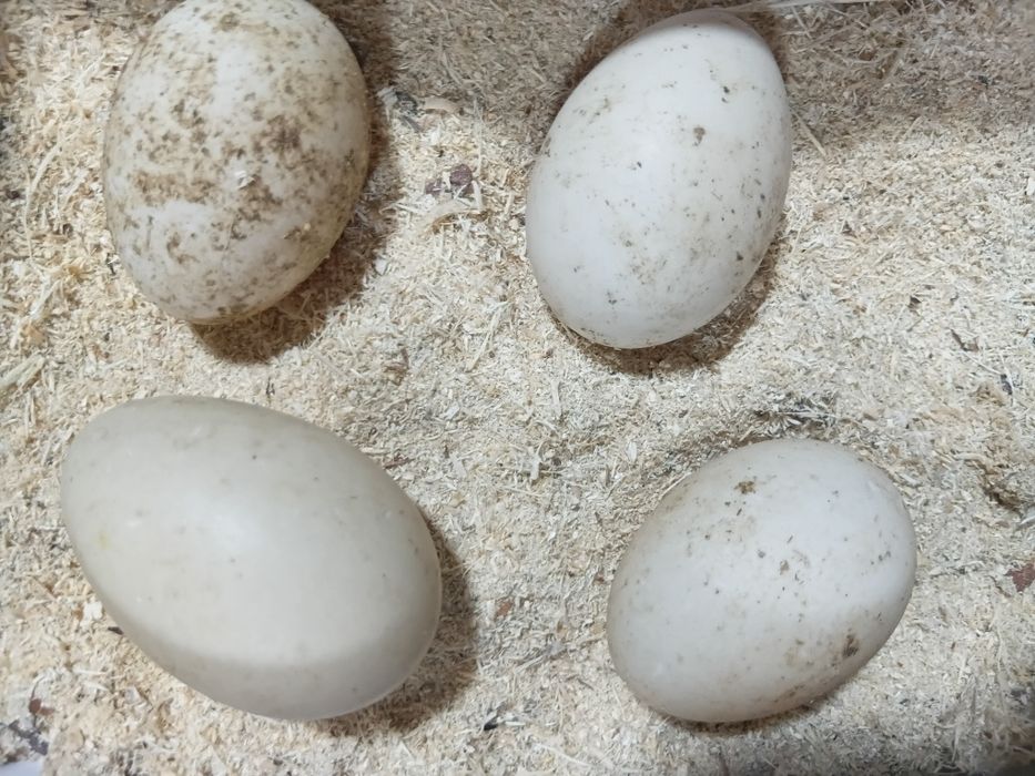 Продам утиные яица для инкубаци и для пищи