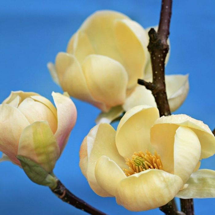 Magnolia Yellow River la ghiveci