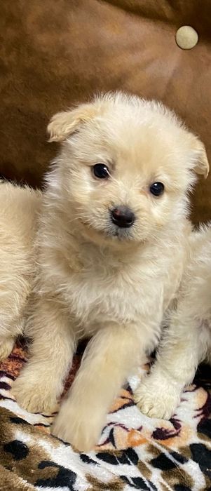 Bichon maltez mini toy