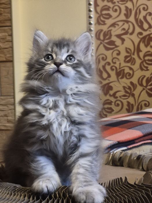 Сибирский  малыш