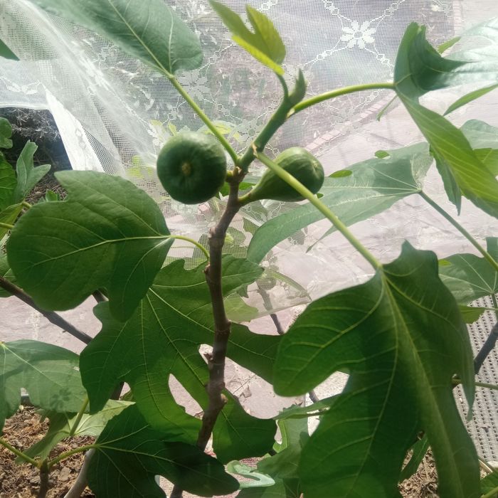 Дерево инжир в контейнере