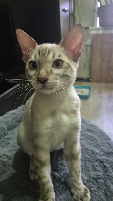 Бенгальские котята