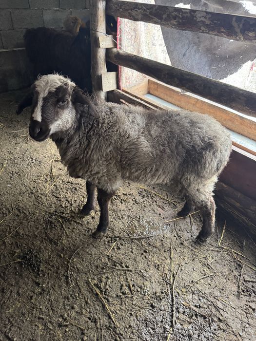 Тоқты тоқты қошқар